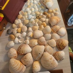 Assorted Seashell Collection Various Sizes.  From New Smyrna, Siesta Key.